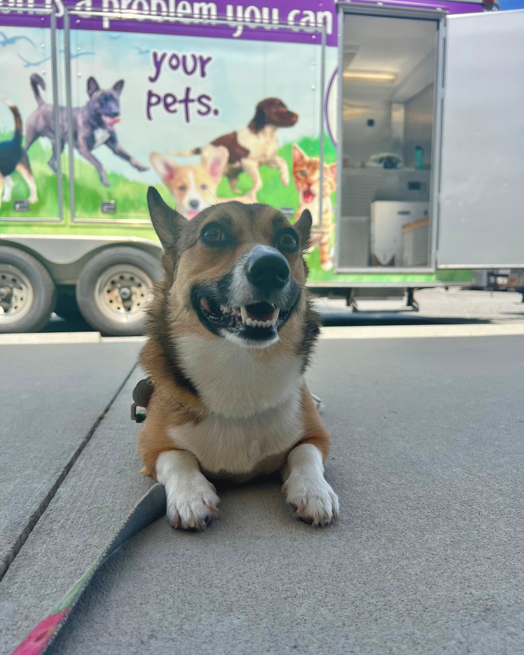 Pinellas County Animal Services and SPCA Tampa Bay team up to provide essential veterinary