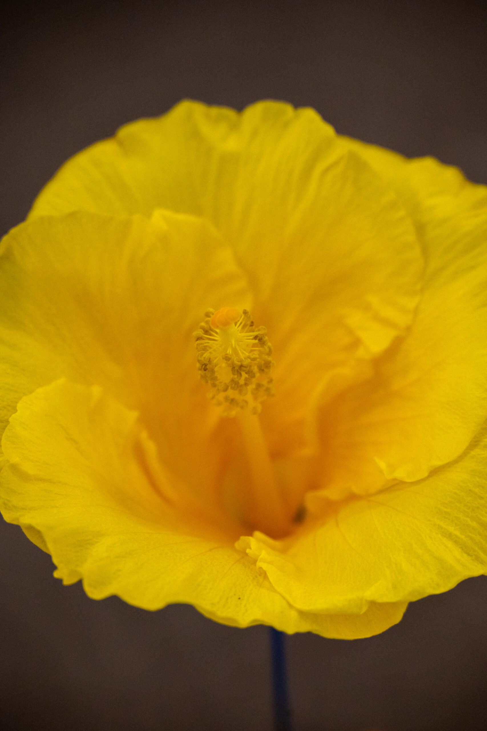 Photo of a yellow hibiscus bloom